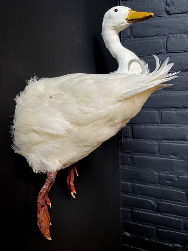 Taxidermie Rücken einer weißen Ente