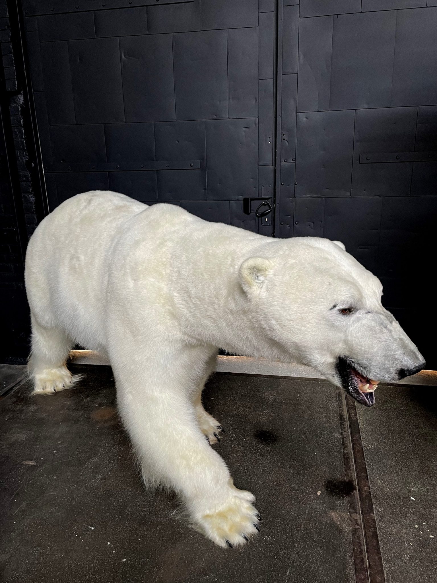 stuffed polar bear taxidermy