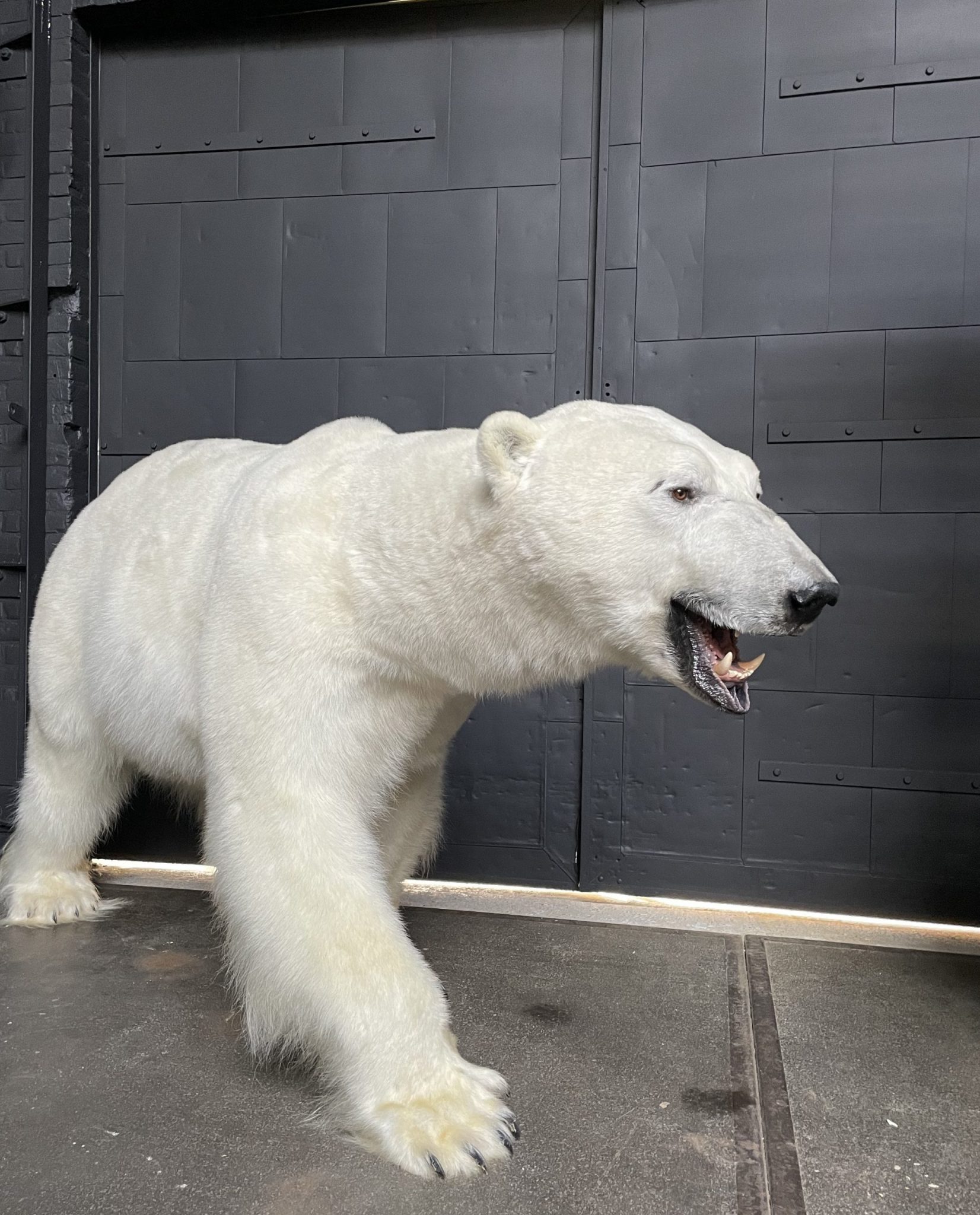 stuffed polar bear taxidermy