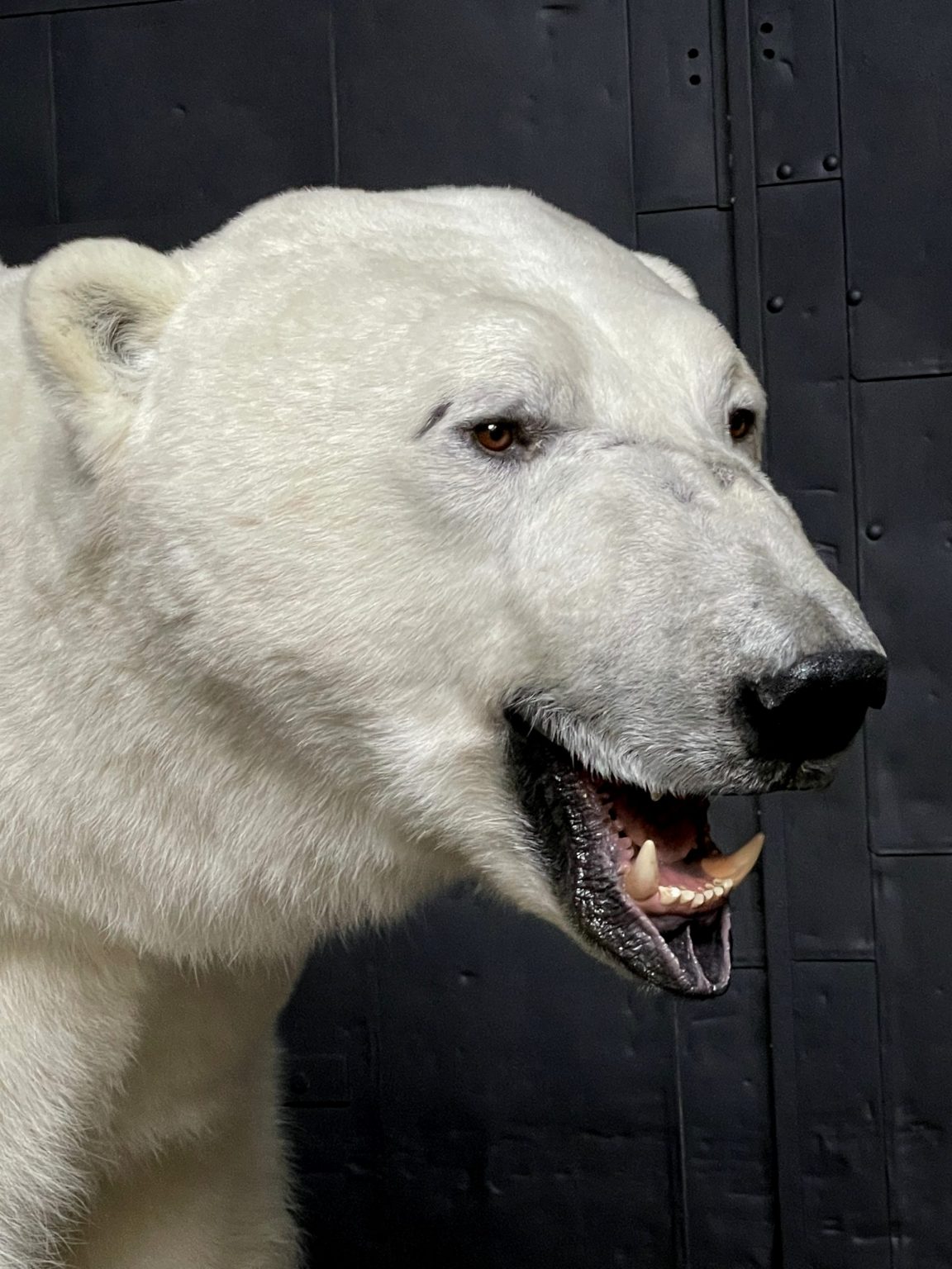 white bear taxidermy