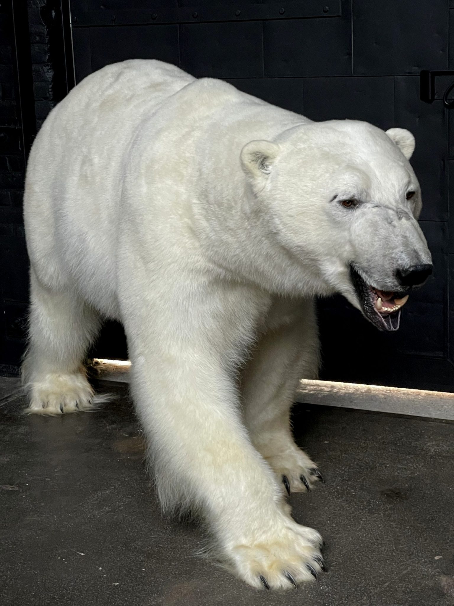 white bear taxidermy