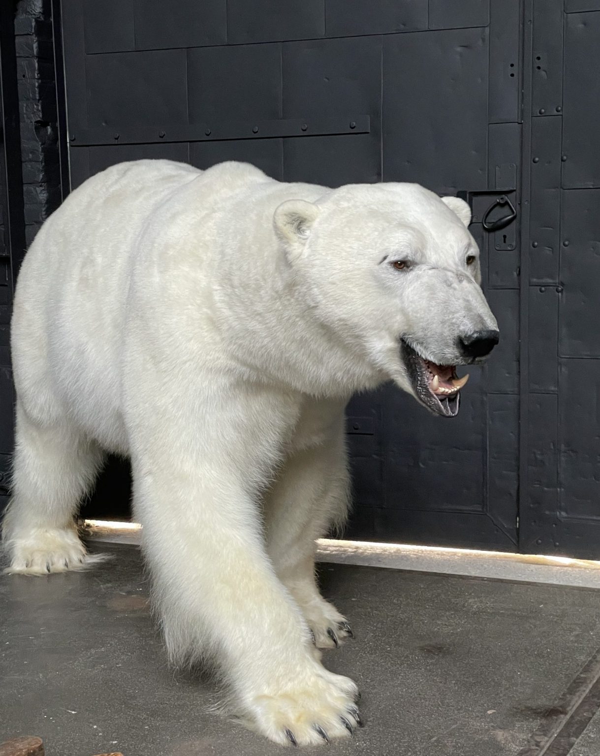 stuffed polar bear taxidermy