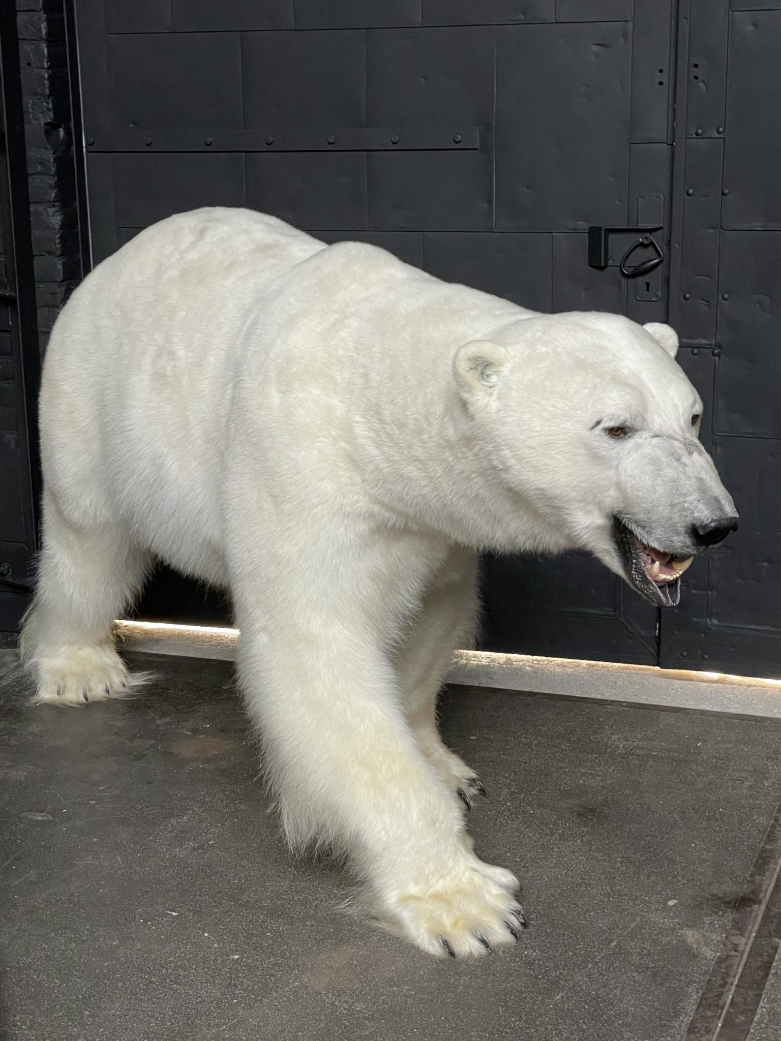 stuffed polar bear taxidermy