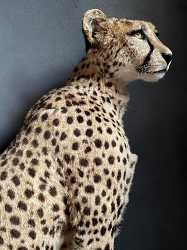 Taxidermy Cheetah.
