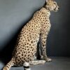 Taxidermy Cheetah.