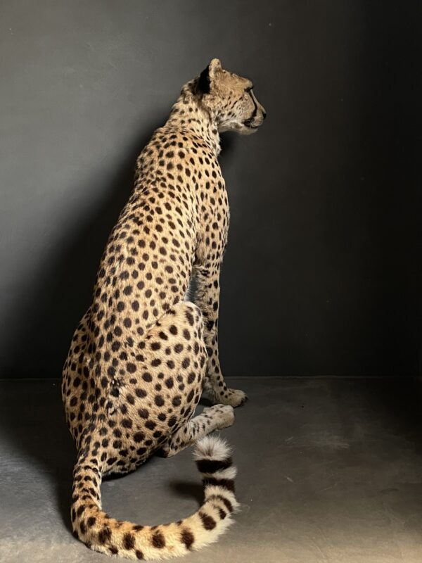 Recent opgezette Cheetah.