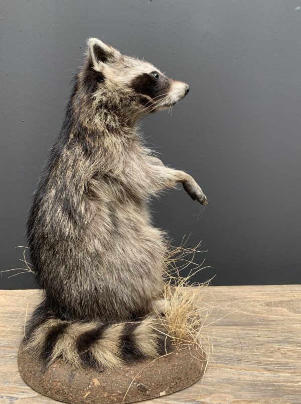 Recently made taxidermy raccoon