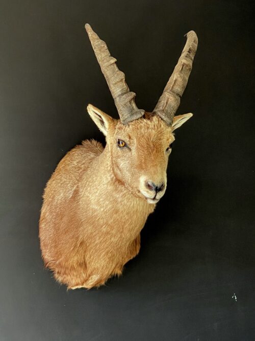 Mounted ibex head
