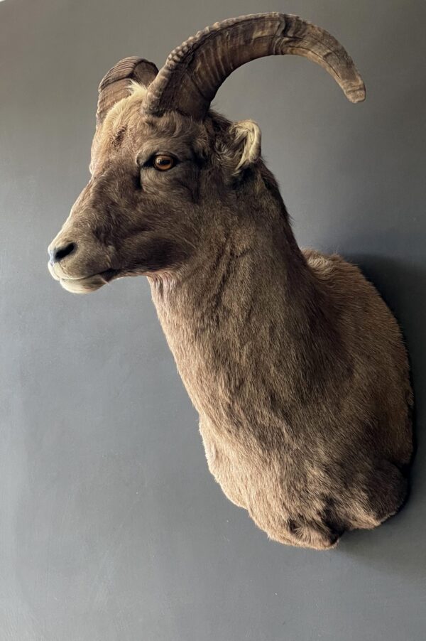 Mounted head of a snowsheep