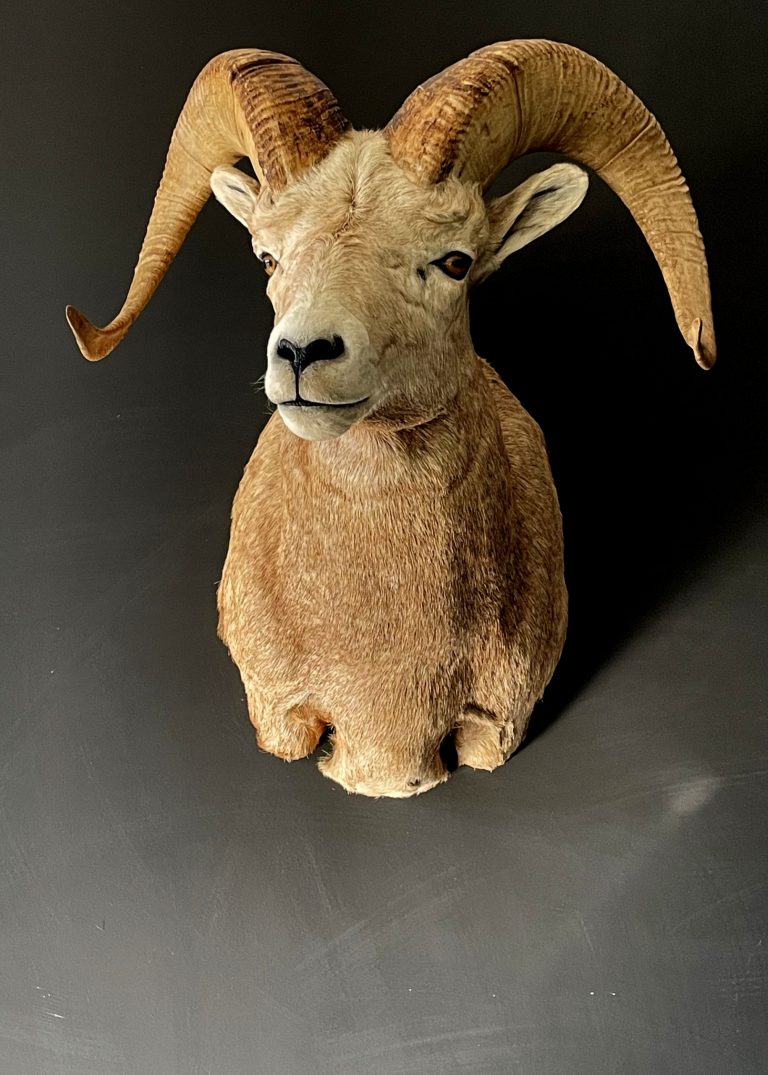 Indrukwekkende kop van een Stonesheep