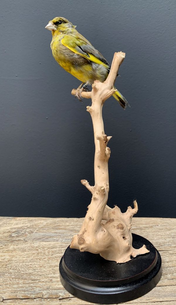 Mounted greenling on a natural twig
