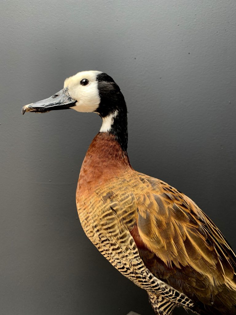 Taxidermy whistlingduck