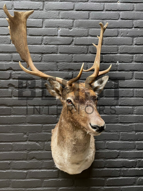 Mounted head of a fallow deer
