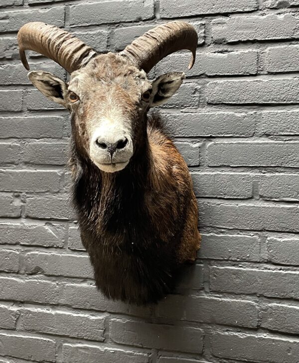 Head of a young mouflon.