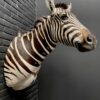 Opgezette kop van een Burchell zebra. Zebrakop