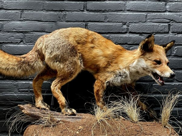 Taxidermy fox