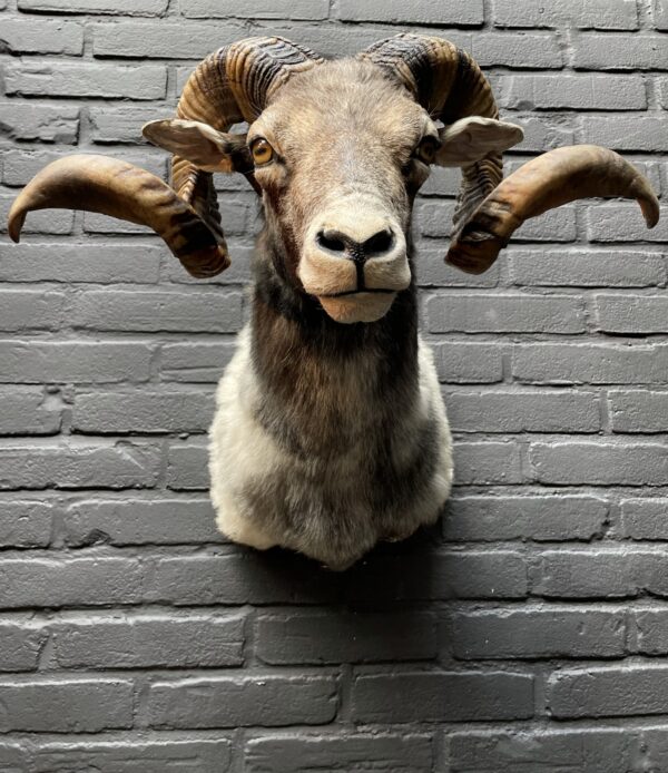 Impressive head of merino sheep