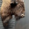 Prachtige opgezette bizon kop