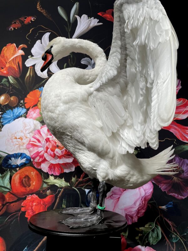 Taxidermy swan