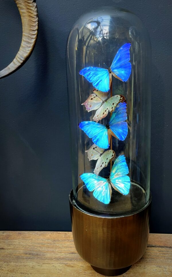 Modern Bullet dome with Morpho Adonis and Salamis butterflies
