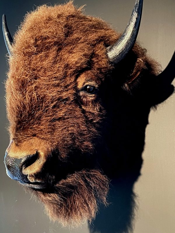 Opgezette kop van een bizon