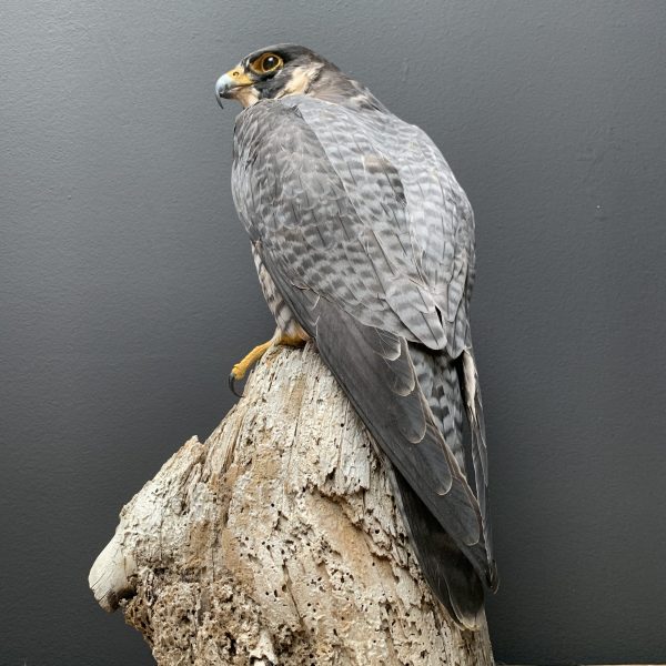 Taxidermy peregrin Falcon