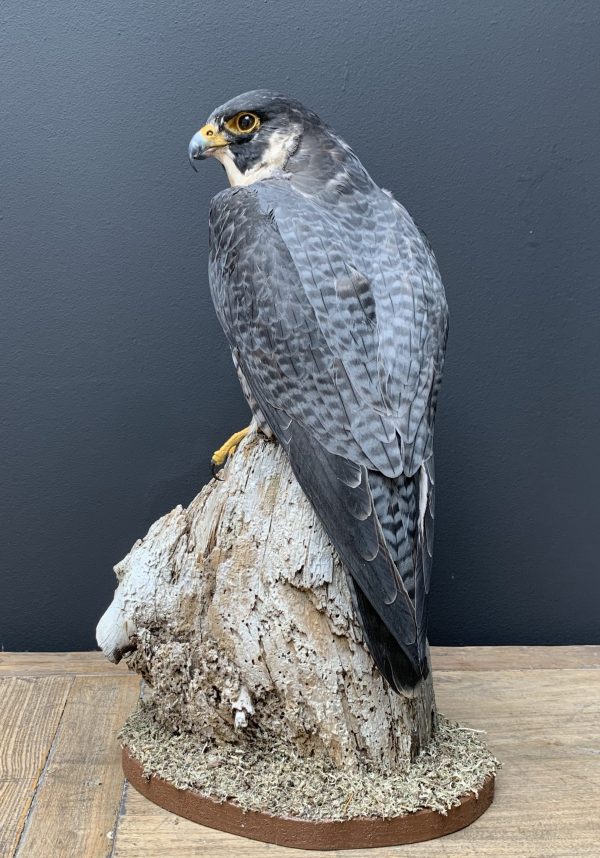 Taxidermy peregrin Falcon
