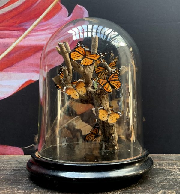 Antike Glocke mit Schmetterlingen (Danaus Chrysipus)