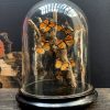 Antike Glocke mit Schmetterlingen (Danaus Chrysipus)