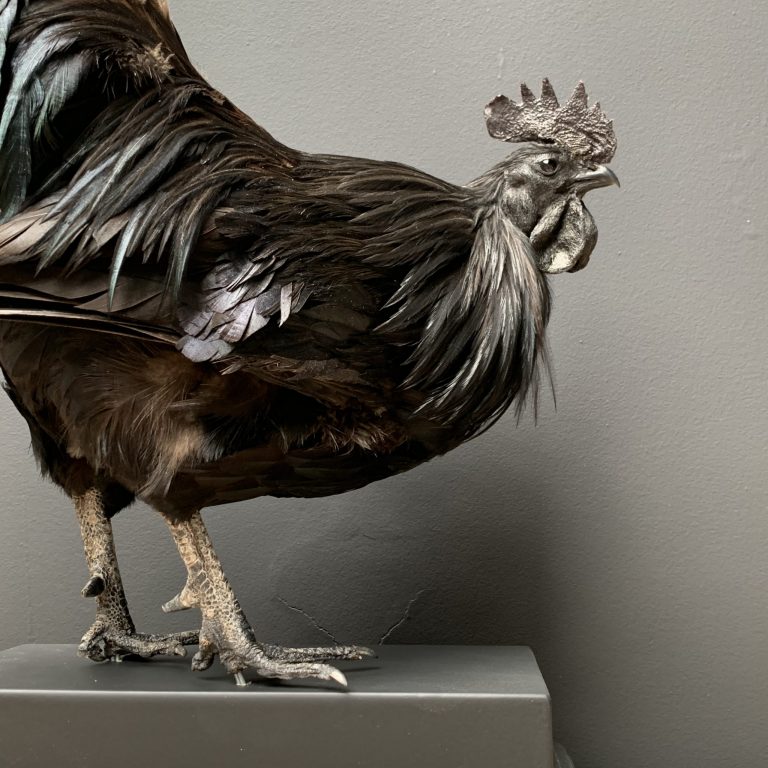 Opgezette Cemani haan. Opgezette haan