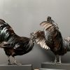 Taxidermy black Cemani rooster