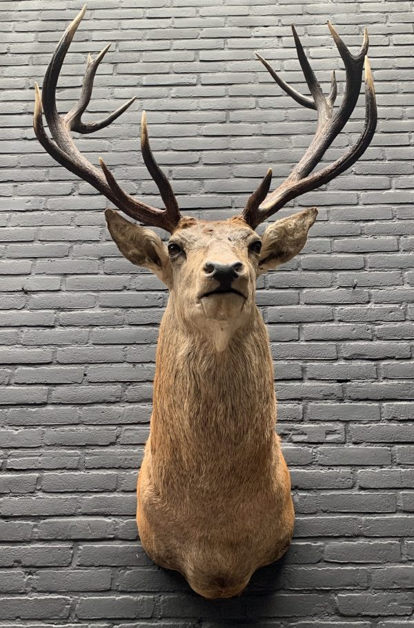 New stuffed red deer head