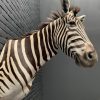 Taxidermy head of a zebra