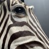 Taxidermy head of a zebra