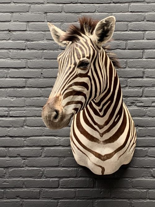 Präparatorenkopf eines Zebras