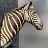 Präparatorenkopf eines Zebra