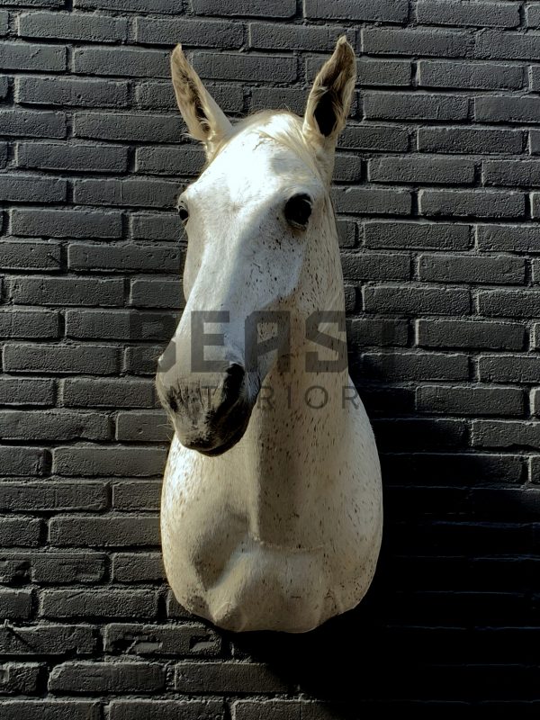 Recently mounted horse's head