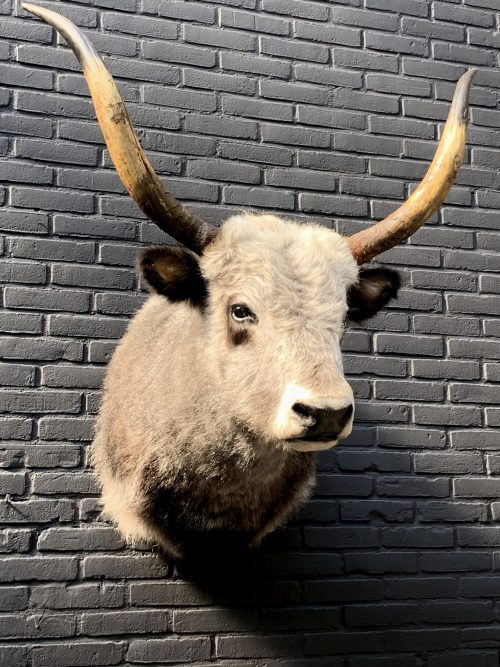 Imposing stuffed head of a Hungarian steppe cattle. Stuffed cow's head