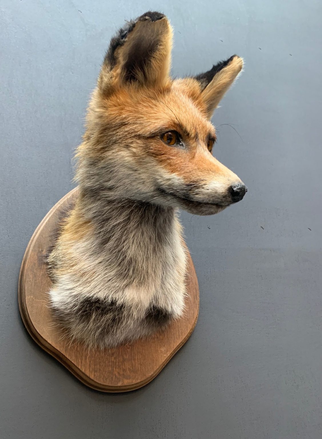 Taxidermy fox head - BEAST Interiors