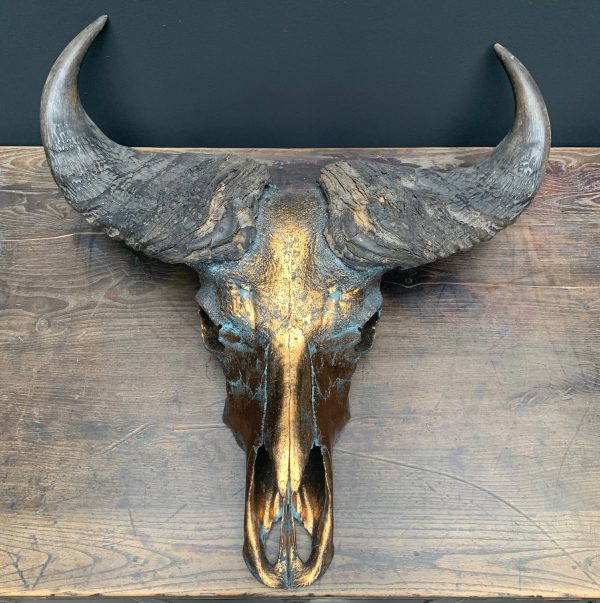 Besonders hochwertig metallisierter (Bronze-)Schädel eines Kapbüffels