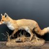 Stuffed fox in winter fur.