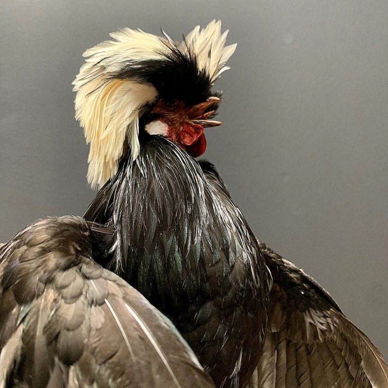 Taxidermie Kammhuhn