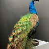 Taxidermy blue peacock