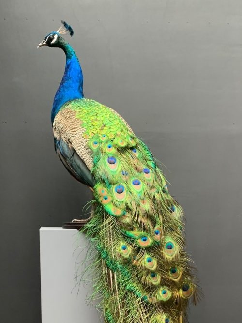Taxidermy blue peacock