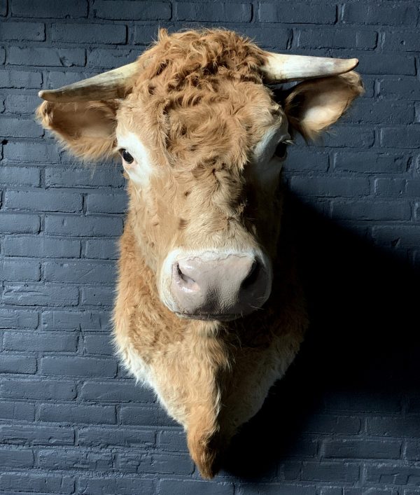 Taxidermy head of a Blonde Limousin cow
