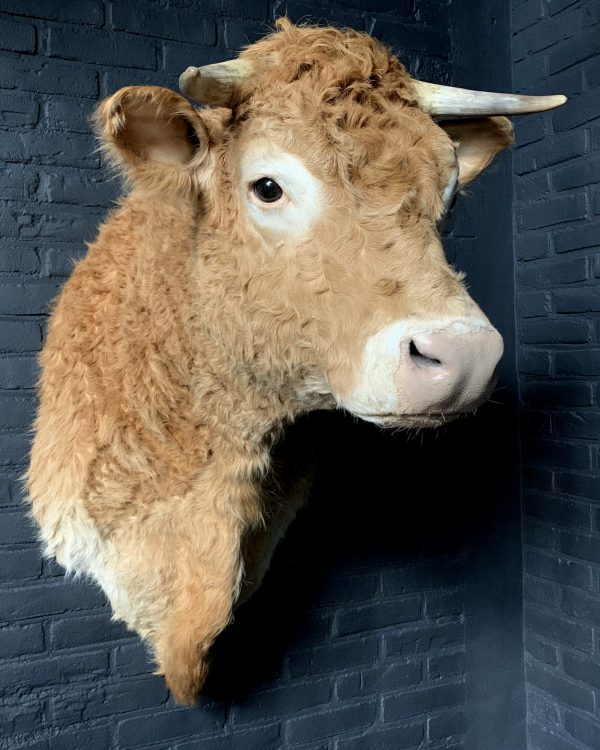 Opgezette kop van een Blonde Limousin koe