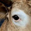 Taxidermy head of a Blonde Limousin cow