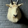 Vintage stuffed head of a snow goat