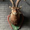 Vintage stuffed head of a Spanish ibex