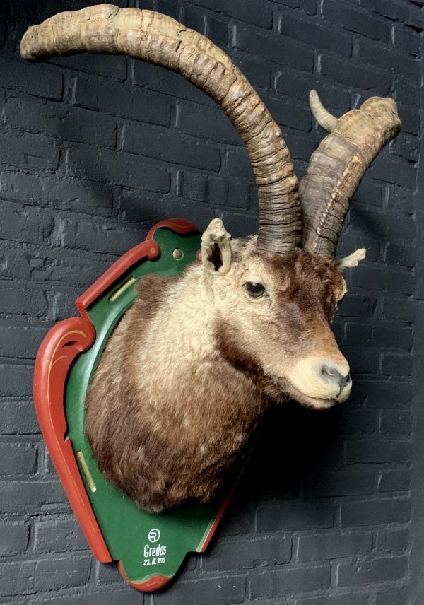 Vintage stuffed head of a Spanish ibex